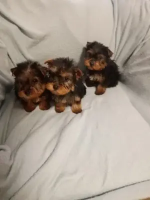 Yorkshire terrier
