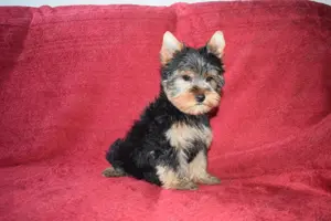 Yorkshire terrier Yorki kisfiú kutya eladó - kép 4