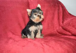 Yorkshire terrier Yorki kisfiú kutya eladó