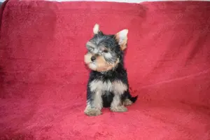 Yorkshire terrier Yorki kisfiú kutya eladó - kép 2