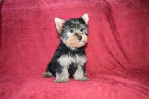 Yorkshire terrier Yorki kisfiú kutya eladó - kép 5