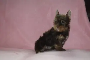 Yorkshire terrier Yorki kislánykutya eladó - kép 2