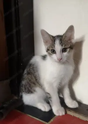 Fél Maine Coon kandúr 
