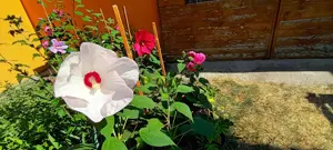 Óriás hibiszkusz magok vehetők olcsón - kép 6
