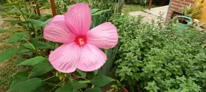 Óriás hibiszkusz magok vehetők olcsón - kép 4