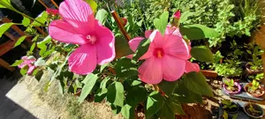 Óriás hibiszkusz magok vehetők olcsón - kép 7
