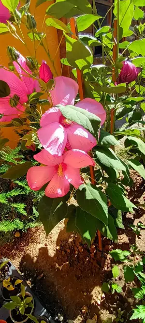 Óriás hibiszkusz magok vehetők olcsón - kép 9