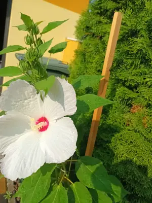Óriás hibiszkusz magok vehetők olcsón - kép 10