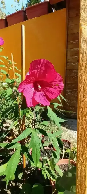 Óriás hibiszkusz magok vehetők olcsón - kép 3