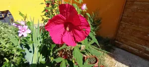 Óriás hibiszkusz magok vehetők olcsón - kép 11