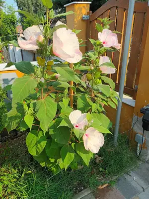 Óriás hibiszkusz magok vehetők olcsón - kép 13