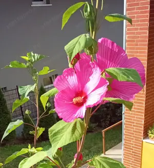 Óriás hibiszkusz magok vehetők olcsón
