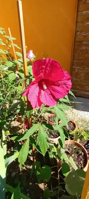 Óriás hibiszkusz magok vehetők olcsón - kép 12