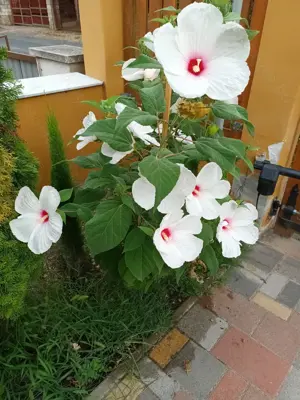 Óriás hibiszkusz magok vehetők olcsón - kép 14