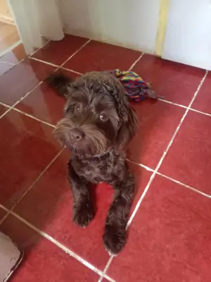 Sürgősen eladó 7hónapos fajtiszta kislány csoki bichon havanese felszerelésekkel együtt