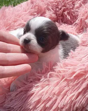 Csivava kék-blue foltos kislányok Chihuahua