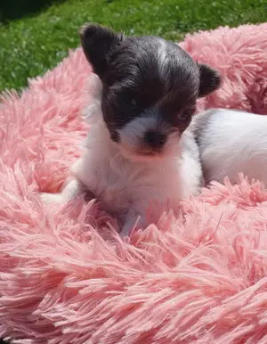 Csivava kék-blue foltos kislányok Chihuahua - kép 2