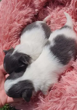Csivava kék-blue foltos kislányok Chihuahua - kép 3