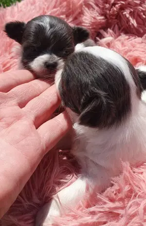 Csivava kék-blue foltos kislányok Chihuahua - kép 4