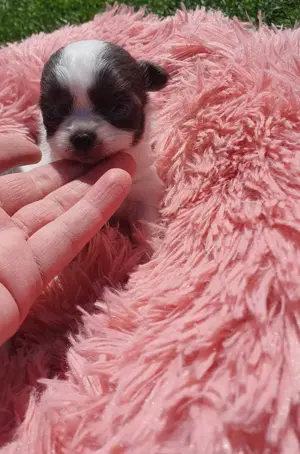 Csivava kék-blue foltos kislányok Chihuahua - kép 6
