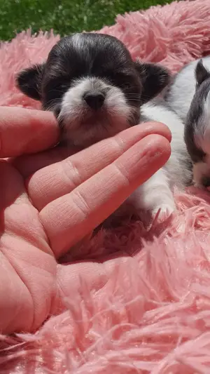 Csivava kék-blue foltos kislányok Chihuahua - kép 5