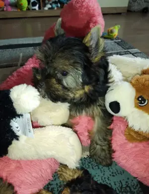 Yorkshire terrier kislány  - kép 2
