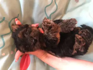 Yorkie kisfiú foglalható, eladó!