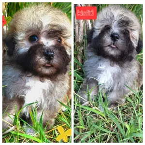 Törzskönyvezett szülőktől minőségi havanese kiskutyák  - kép 3