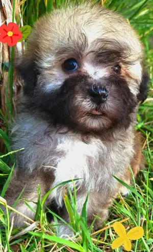 Törzskönyvezett szülőktől minőségi havanese kiskutyák  - kép 5