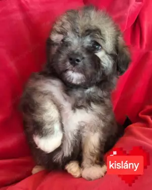 Törzskönyvezett szülőktől minőségi havanese kiskutyák  - kép 6