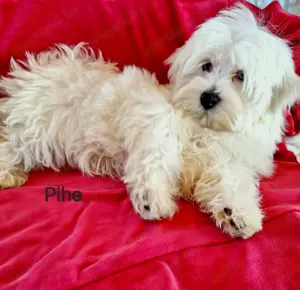 Törzskönyvezett szülőktől minőségi havanese kiskutyák  - kép 4