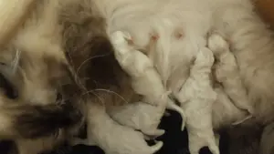 Ragdoll babák foglalhatók - kép 5