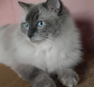 Ragdoll babák foglalhatók - kép 4