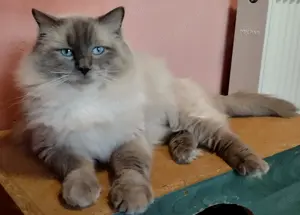 Ragdoll babák foglalhatók - kép 3