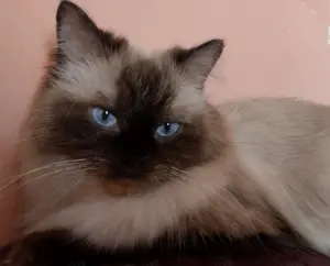 Ragdoll babák foglalhatók - kép 6