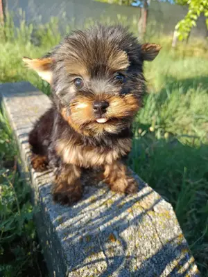 Yorki kislány eladó!