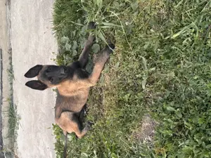 Malinois Gyönyörű szuka eladó