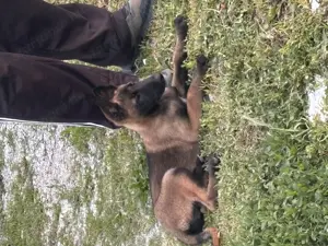 Malinois Gyönyörű szuka eladó - kép 4
