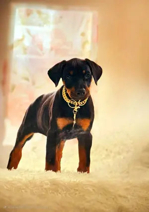 Dobermann kislány - kép 3