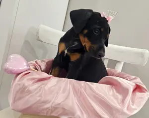 Dobermann kislány - kép 2