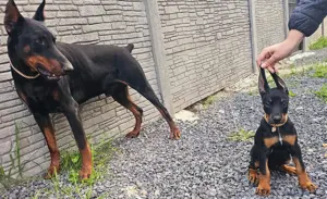 Dobermann kislány - kép 5