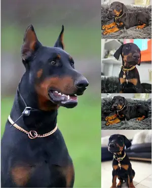 Dobermann kislány - kép 6