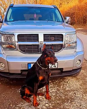 Dobermann kislány - kép 7