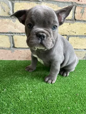 Francia bulldog kiskutyák