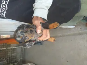Tacskó eladás Harleguin és fekete-cser