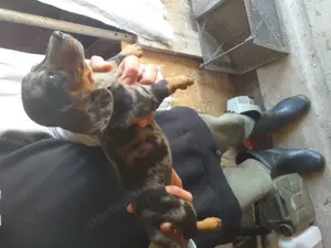 Tacskó eladás Harleguin és fekete-cser - kép 2