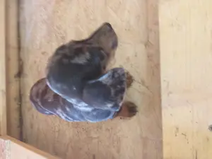 Tacskó eladás Harleguin és fekete-cser - kép 3