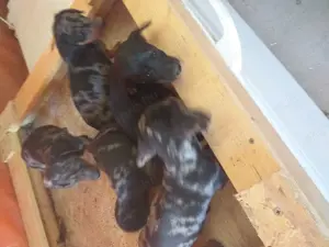 Tacskó eladás Harleguin és fekete-cser - kép 4