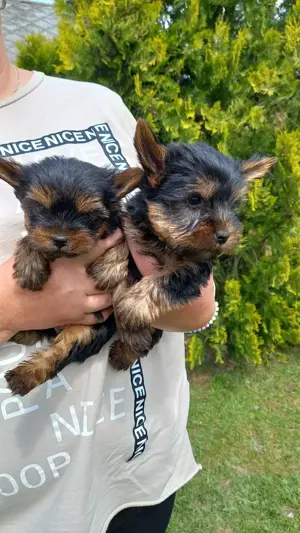 Yorki yorkshire terrier kisfiúk