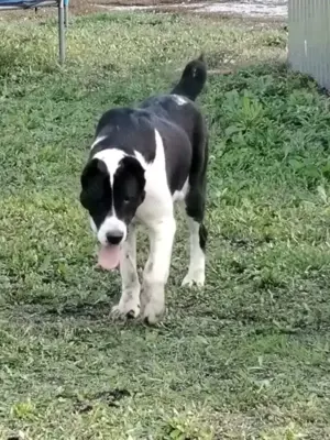 Közép Ázsiai kan Őrzésre - kép 3